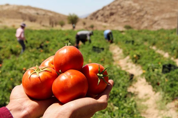 iran tomato paste