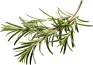 Rosemary Image