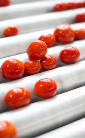 Fresh Iran Tomatoes in Tomato Paste Line