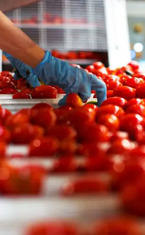 Fresh Iran Tomatoes